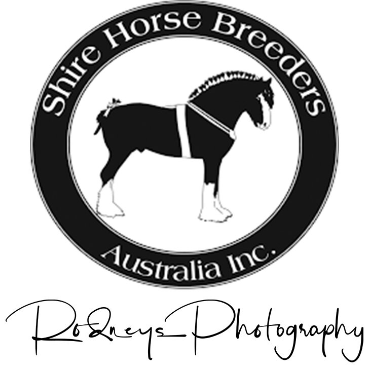 Australian Heavy horse spectacular